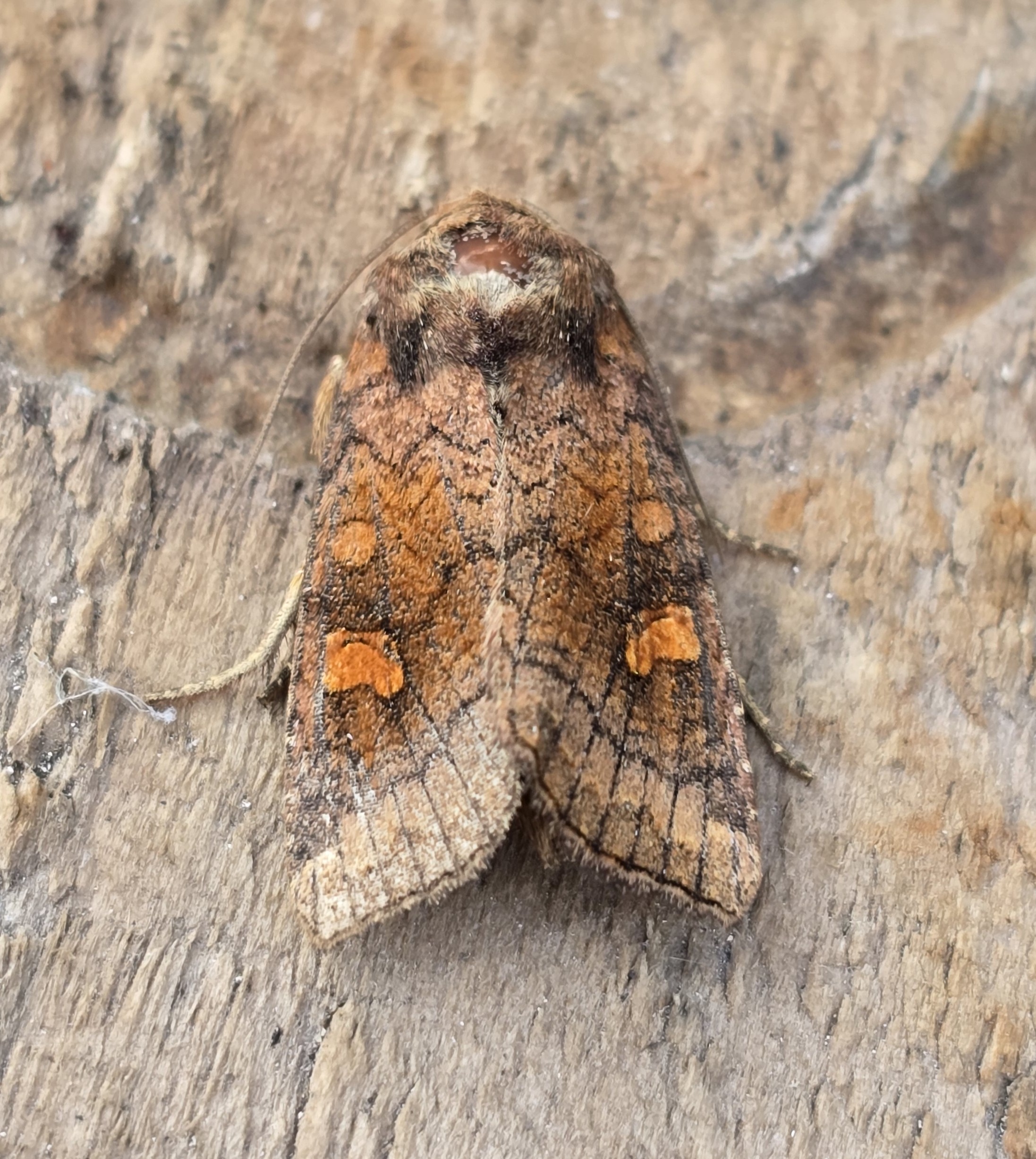 Photo of Ear Moth agg. (Amphipoea oculea agg.)